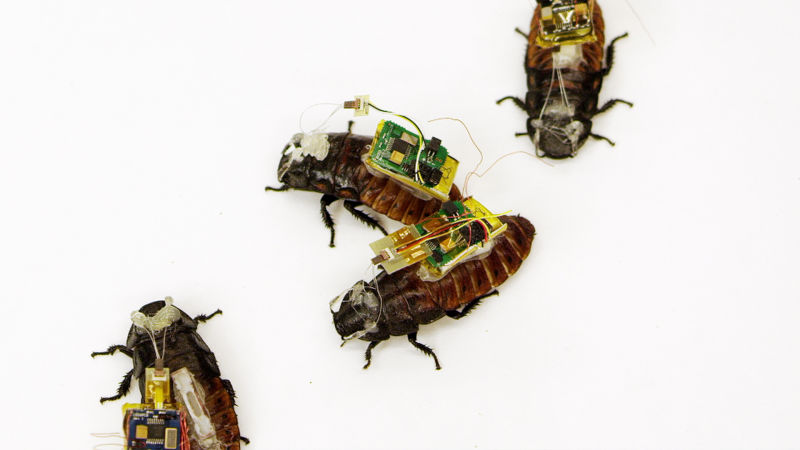 Cyborg Cockroaches Could Save Your Life