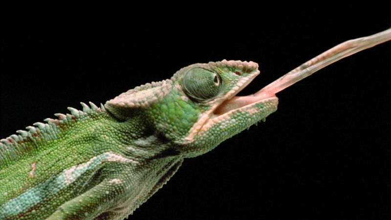 Predators: Chameleons Have Killer Fast Tongues