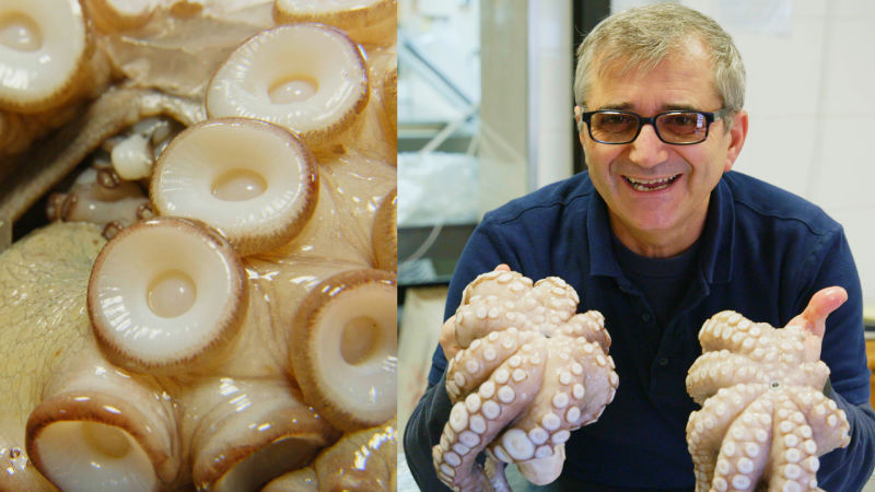 Octopus for Christmas