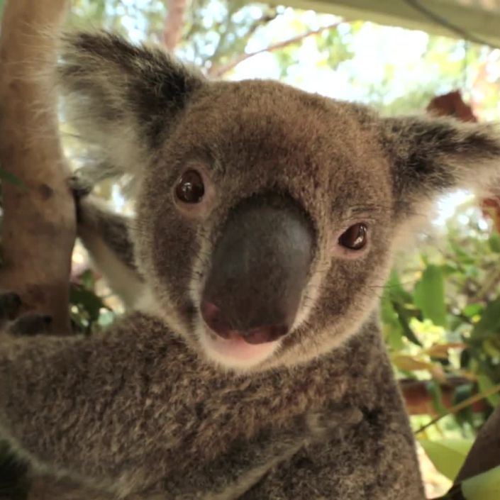 Australian Animals We Love: The Roundup