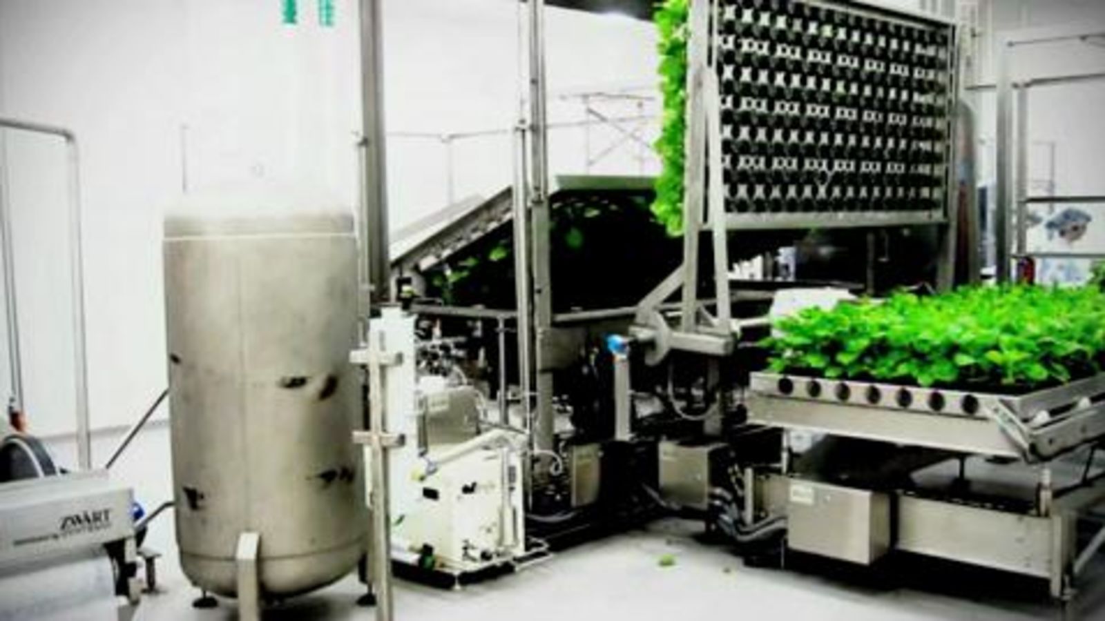 Fight Flu With Tobacco