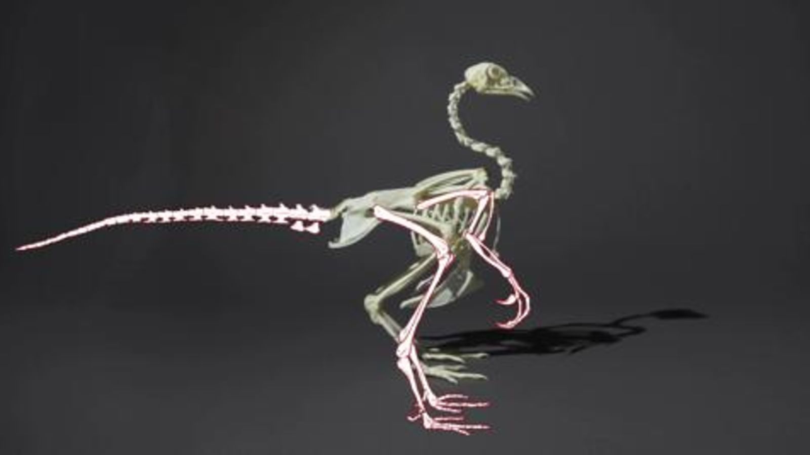 How to Hatch a Dinosaur