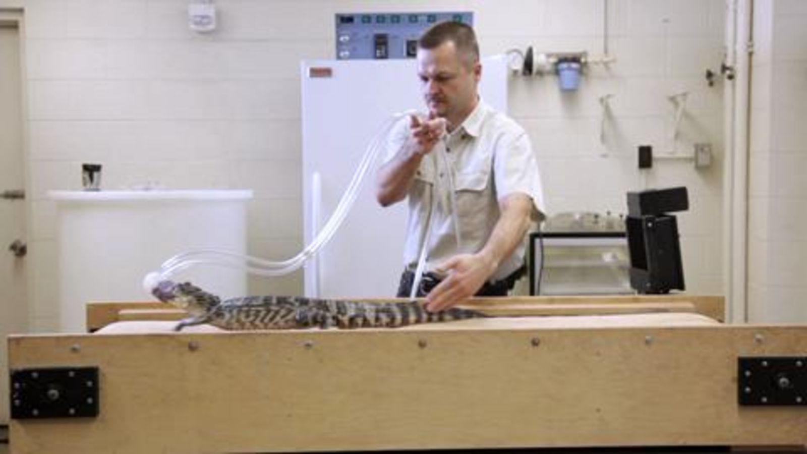 What Crocs on Treadmills Can Teach Us About Dinosaurs