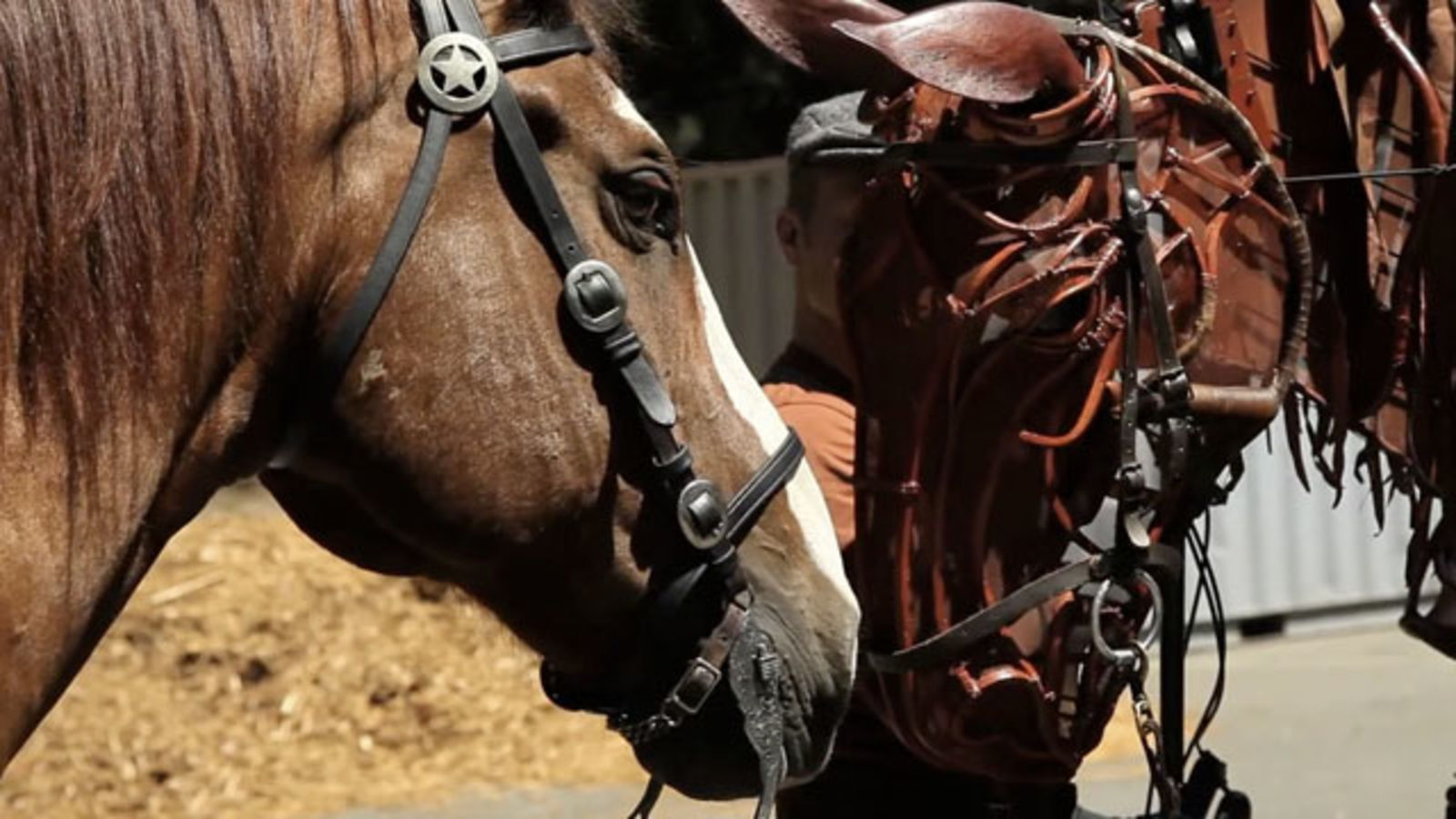 Meet the Puppet Masters Behind War Horse