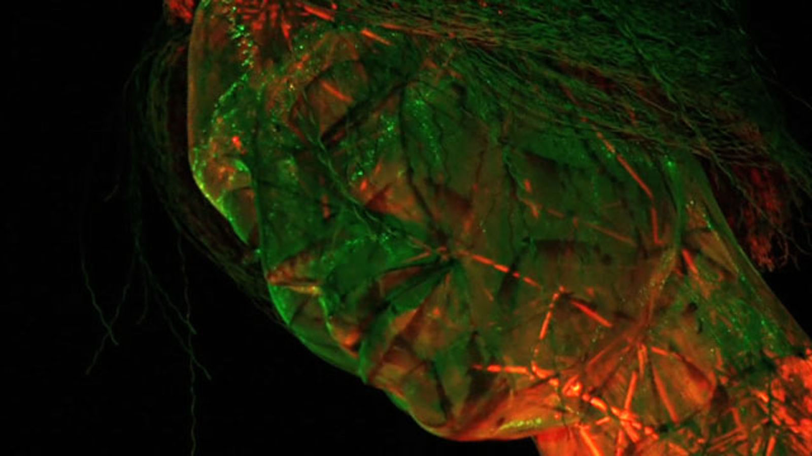 Sculptor Uses iPhone to Control 40-Foot Woman