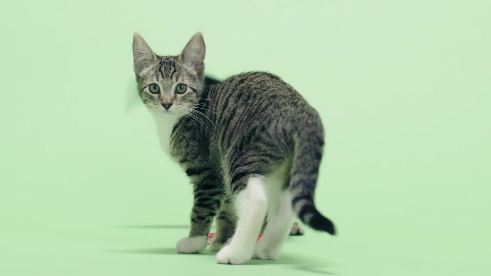 Big Question | Can Cats Make Us Crazy?