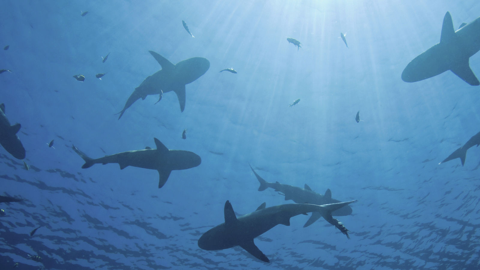 Using Shark Skin to Fight Against Bacteria