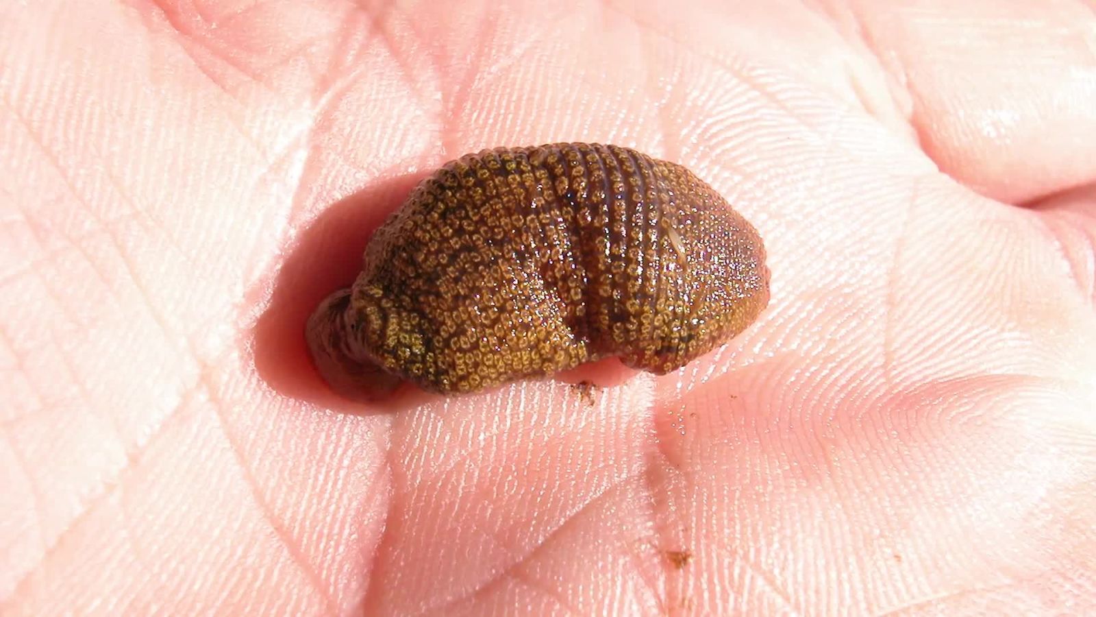 Absurd Creatures | This Leech is a Pain in the Butt for Hippos