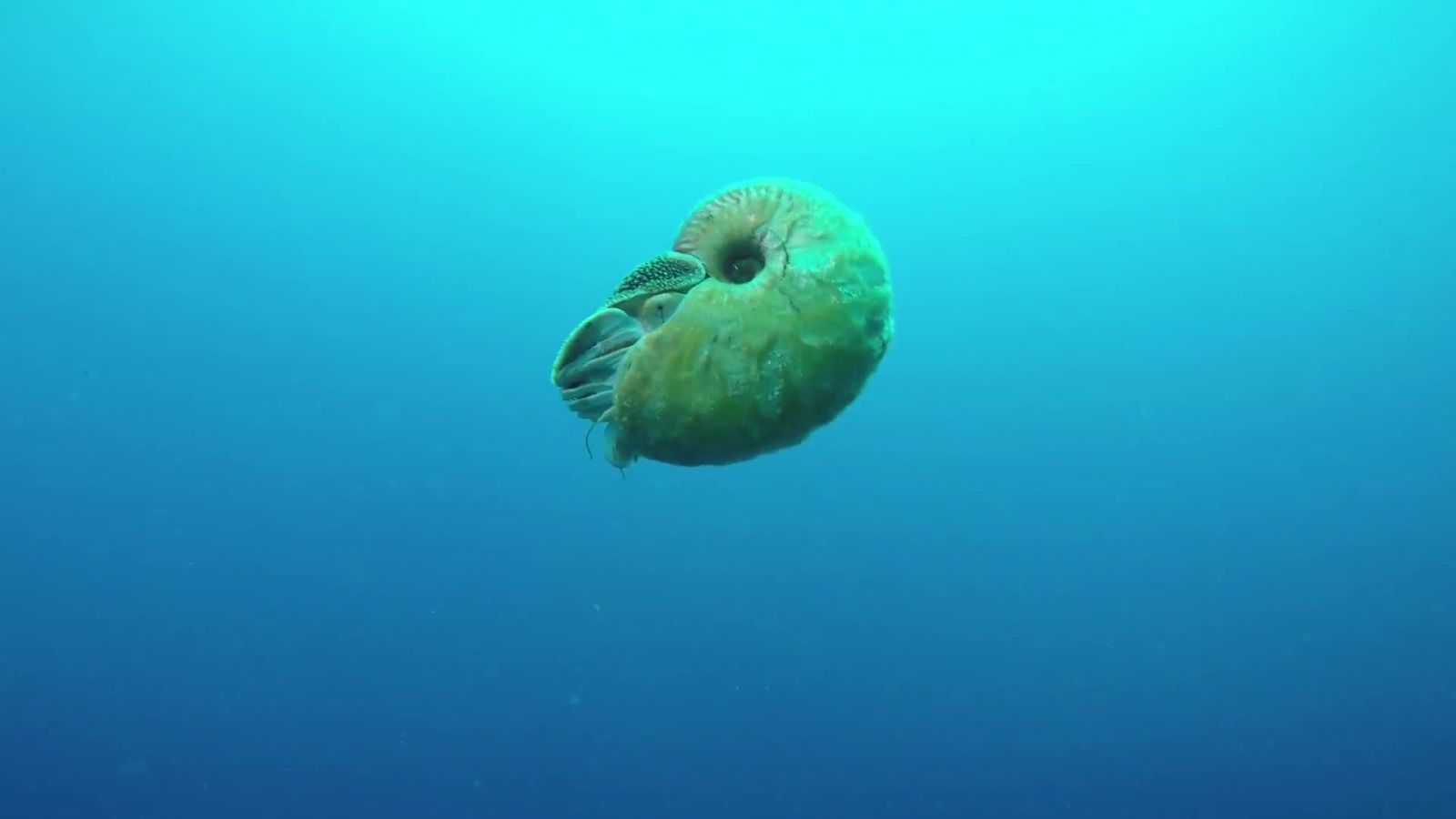 Absurd Creatures | The Curious Case of the Elusive, Slimy Nautilus