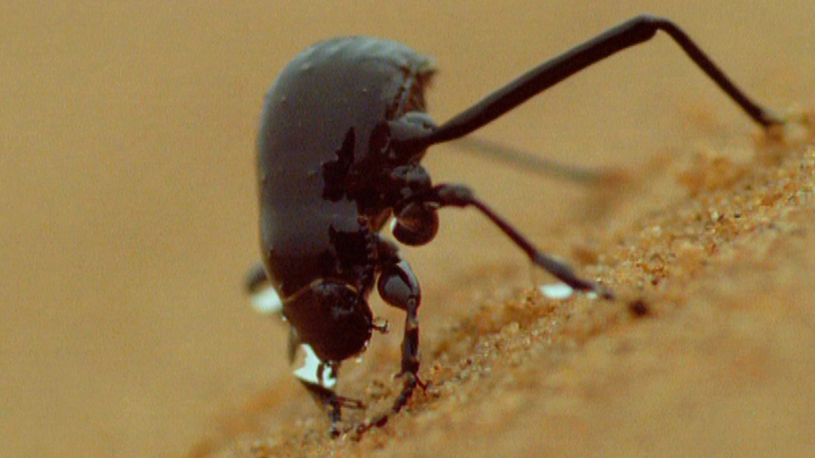 Can Namib Desert Beetles Help Us Solve Our Drought Problems?