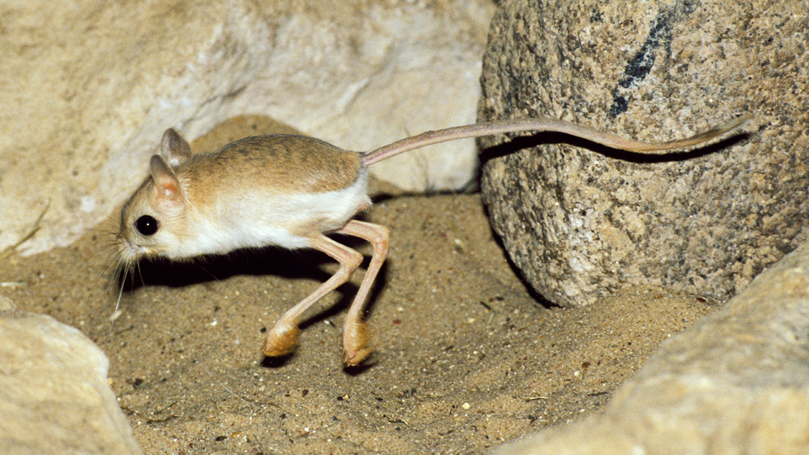 Absurd Creatures | This Tiny Adorable Critter Is Half Kangaroo, Half Velociraptor