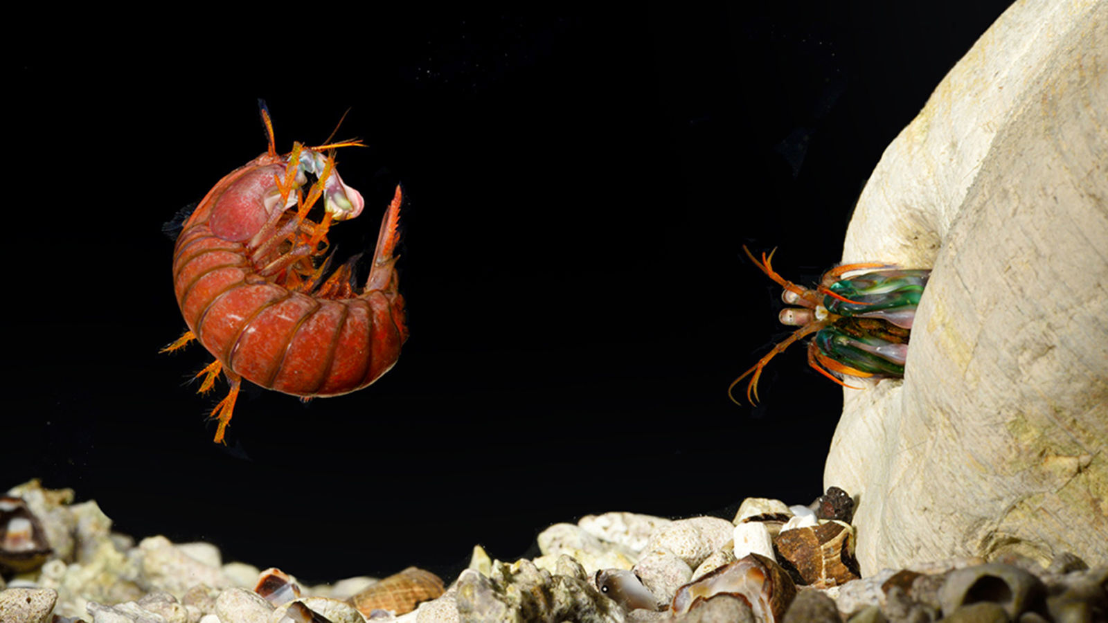 Mantis Shrimp Fight Club