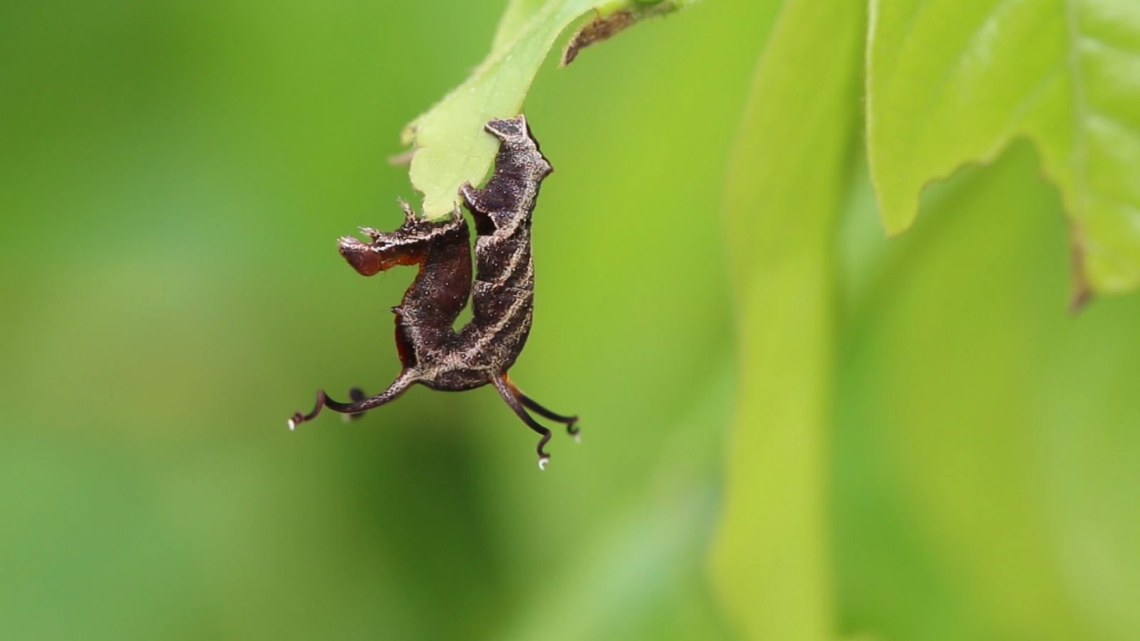 Absurd Creatures | This Caterpillar Freaks Out If You Yell At It