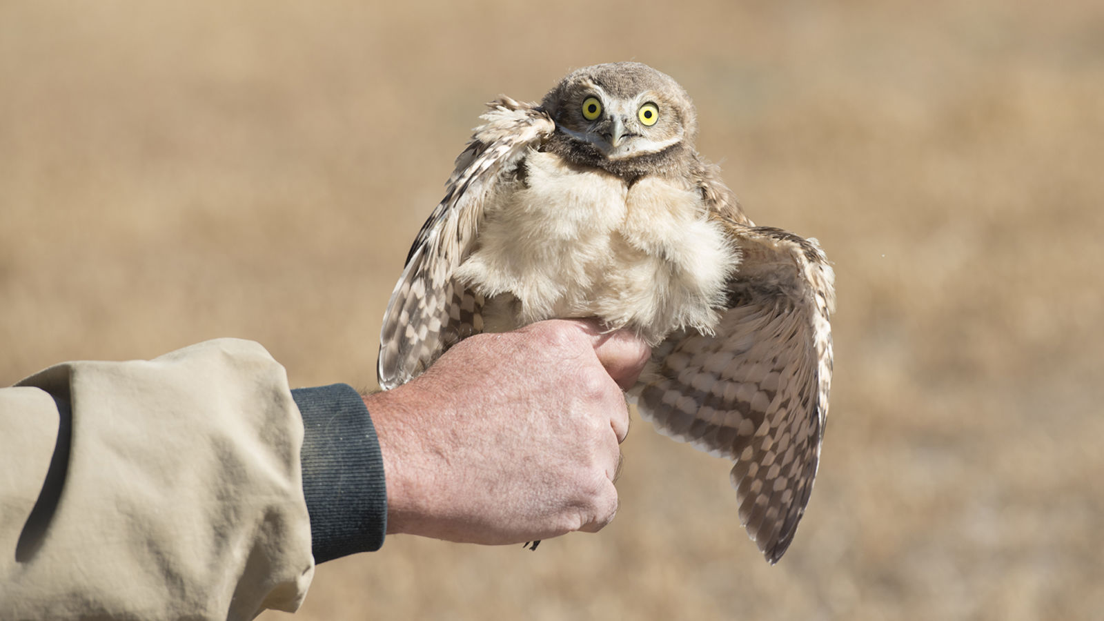 These Adorable Owls Will Not Kill You With Plague