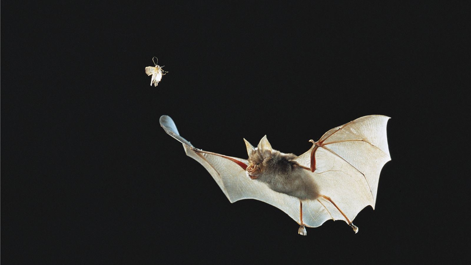 Absurd Creatures | Bats Are Totally Awesome. Trust Me, I'm a Vampire