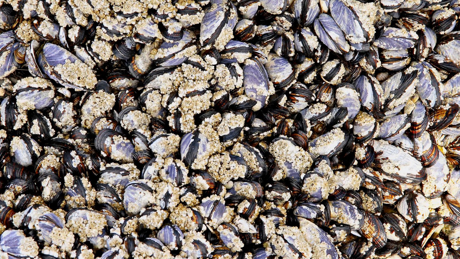 How Sea Organisms Are Changing the Way We Make Glue