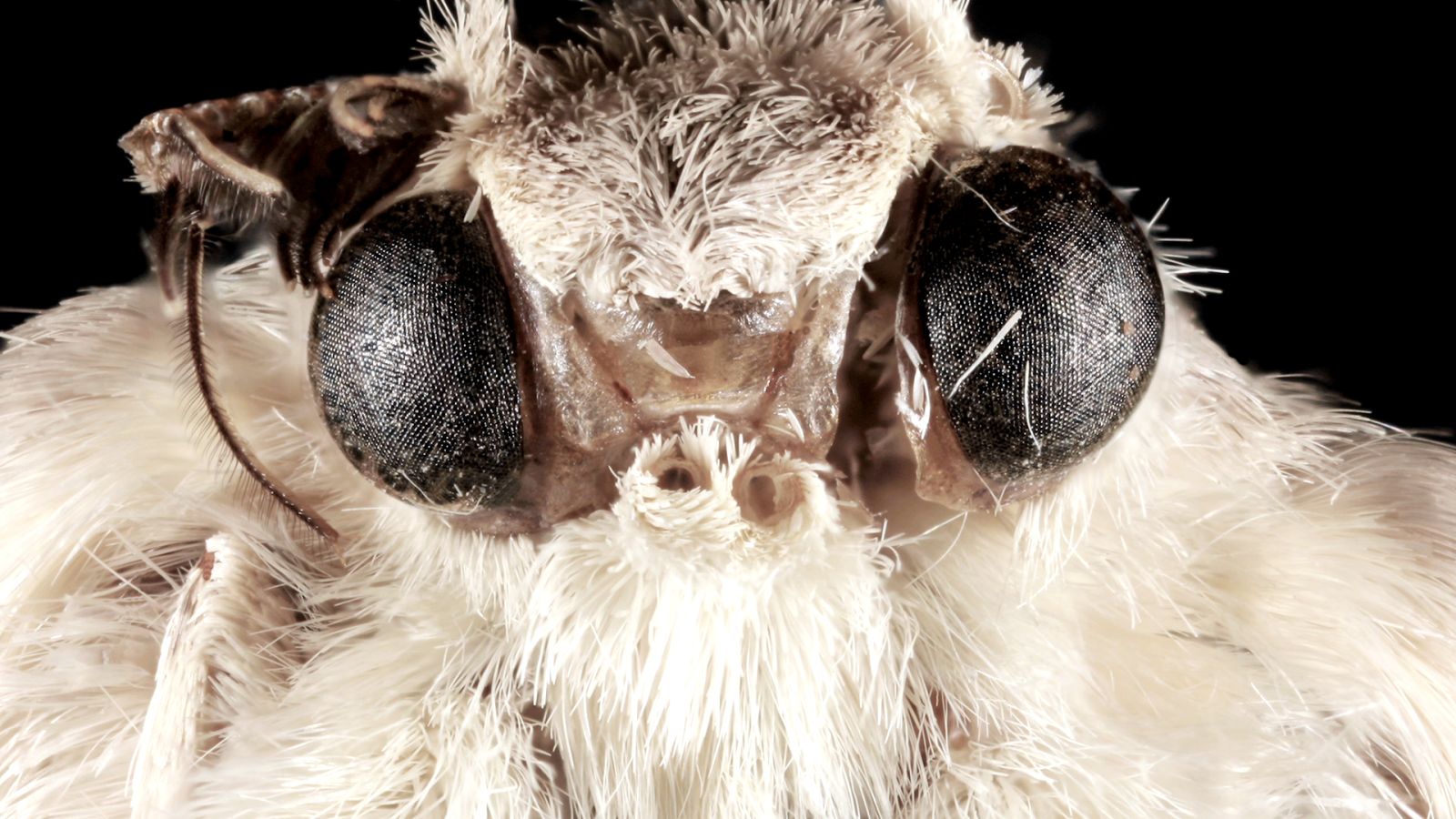 How Moth Eyes Inspired the Camera Lens