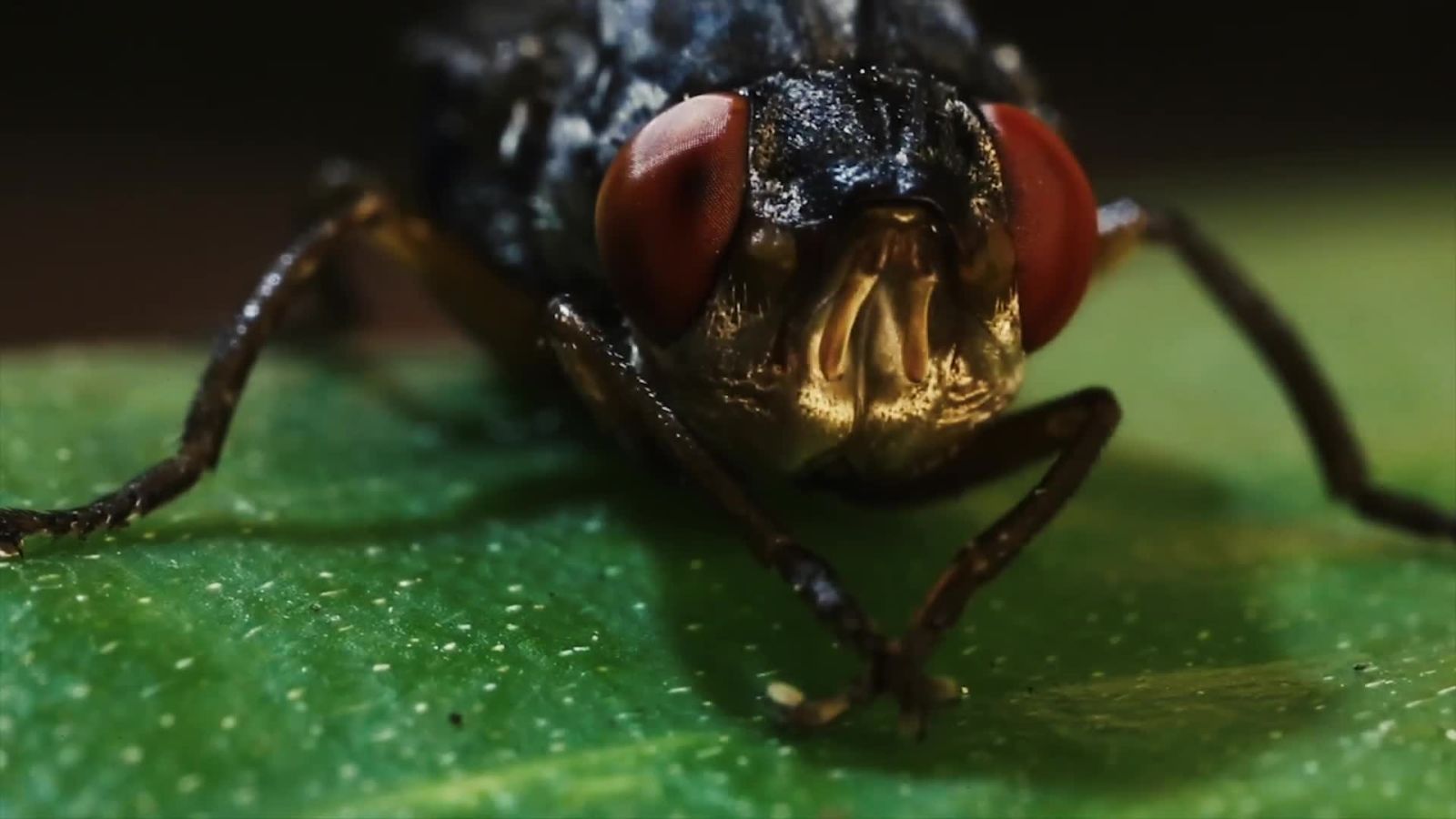 Absurd Creatures | This Fly Is So Horrifying We Had to Put Cute Baby Goats in This Video
