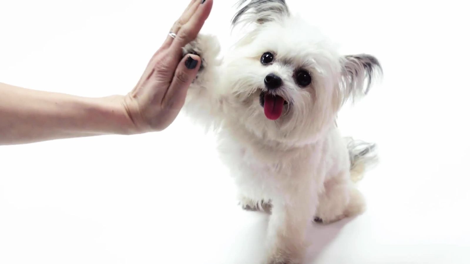 Pets Who Have Won The Internet