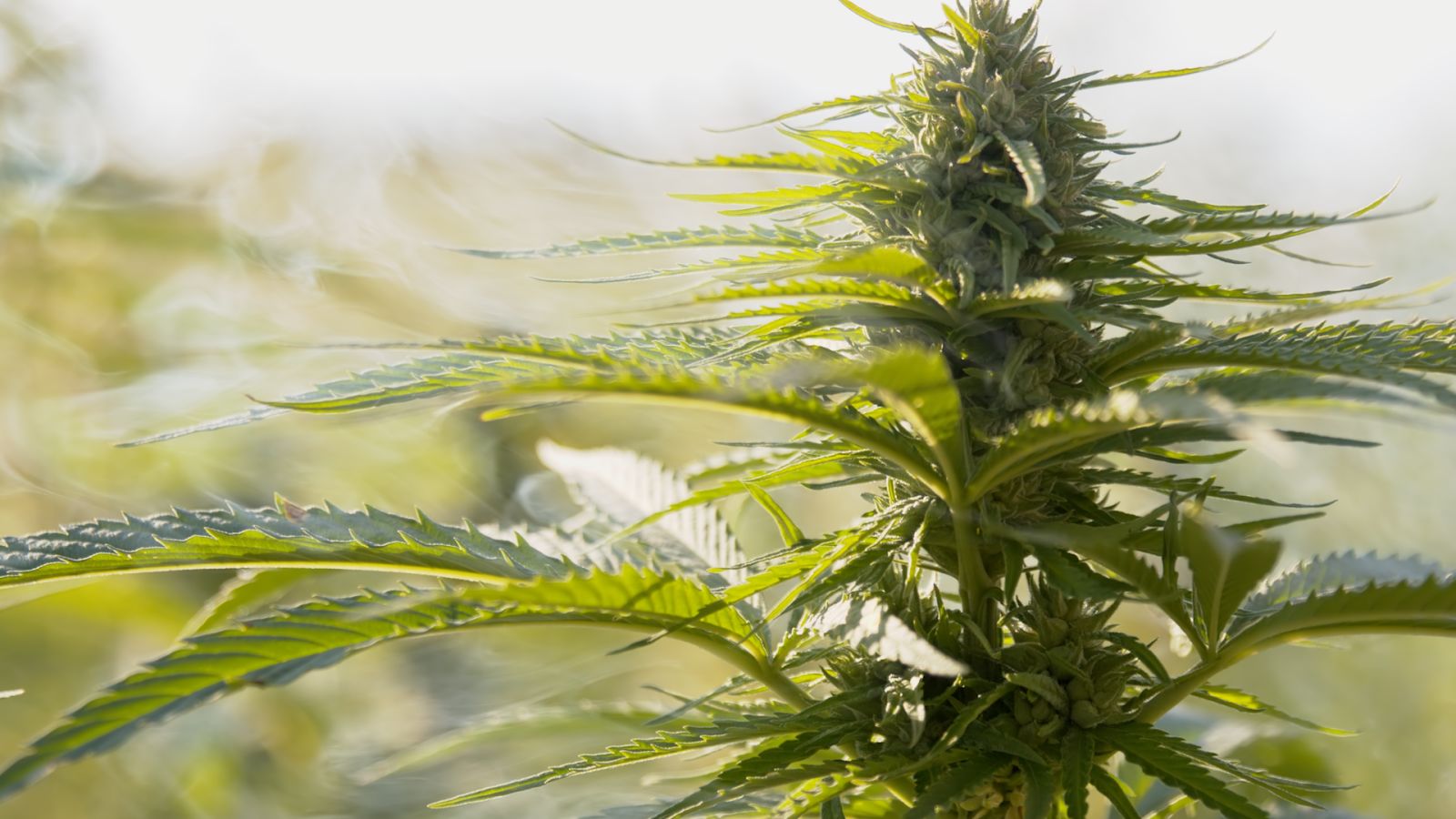 All the Apps You Need to Make This 420 the Best 420 EVAR