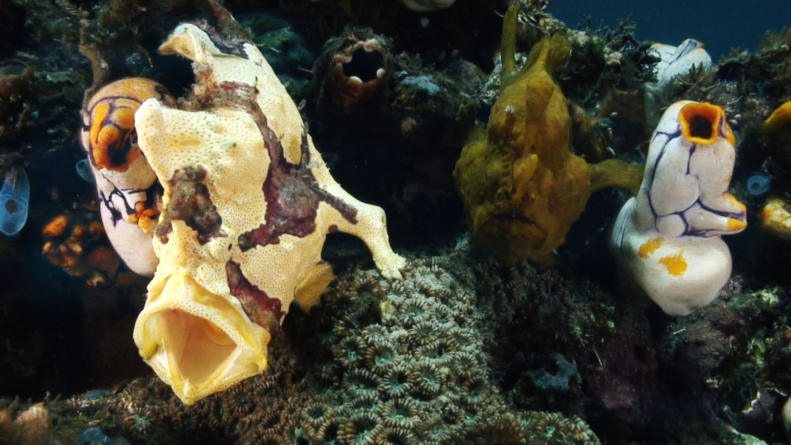 Absurd Creatures | The Vicious Fish With a Strike Like You Wouldn't Believe