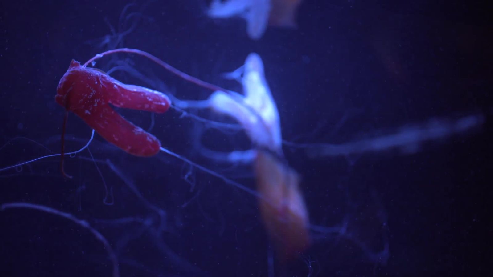 Explore a Mysterious Deep Reef That Shouldn’t Exist