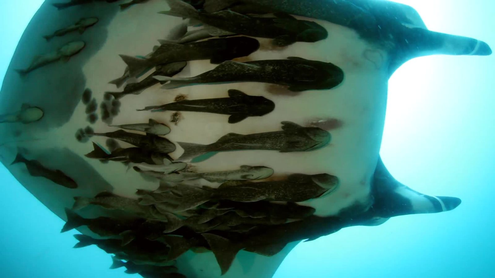Absurd Creatures | That Fish That Attaches to Sharks? It's Actually Pretty Righteous