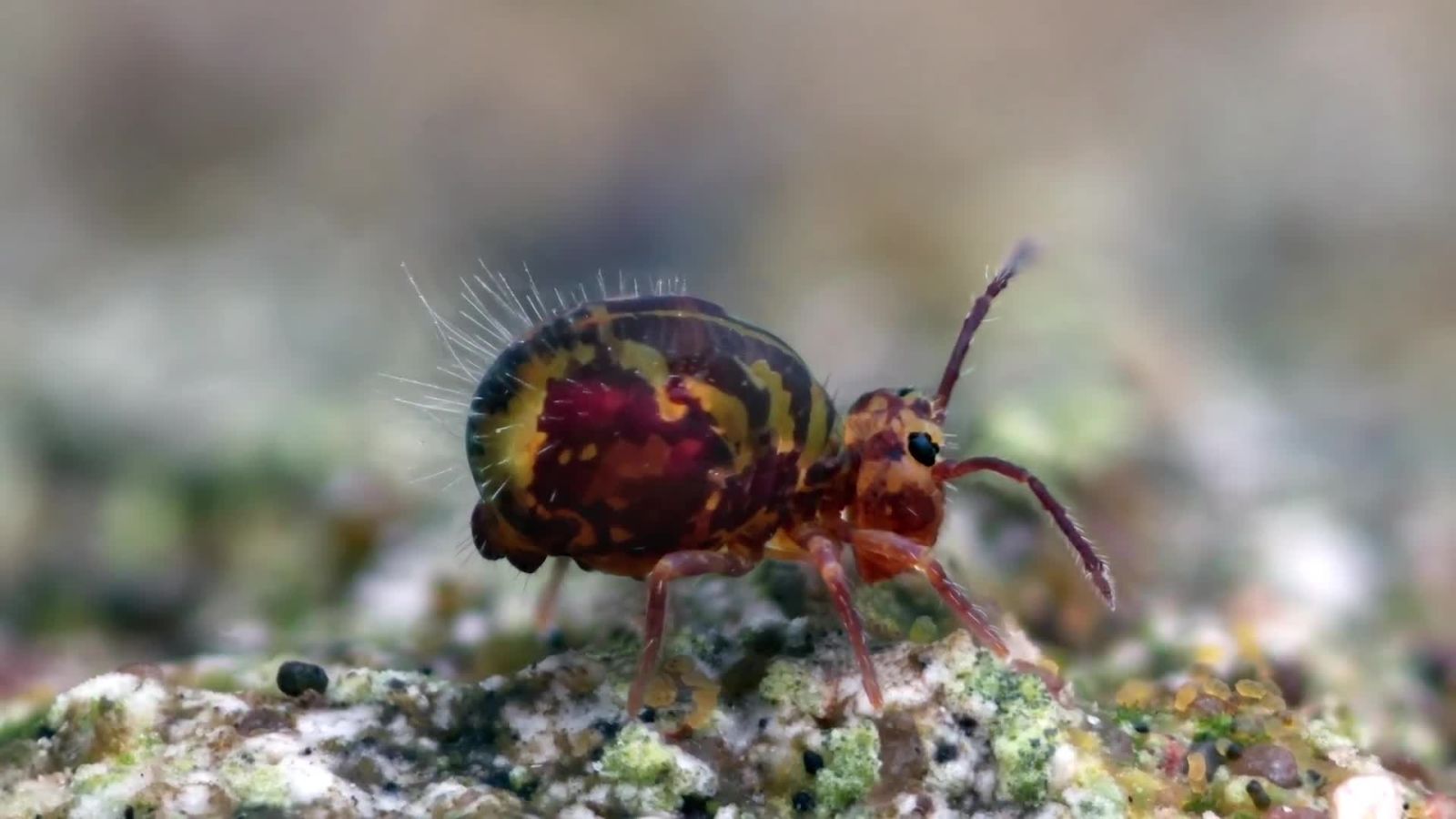 Absurd Creatures | Behold the Super Weird Face-to-Face Sex of the Springtail
