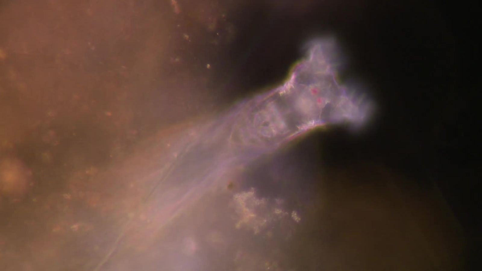 Absurd Creatures | Meet the Teeny-Tiny Creature With a Buzz Saw for a Face