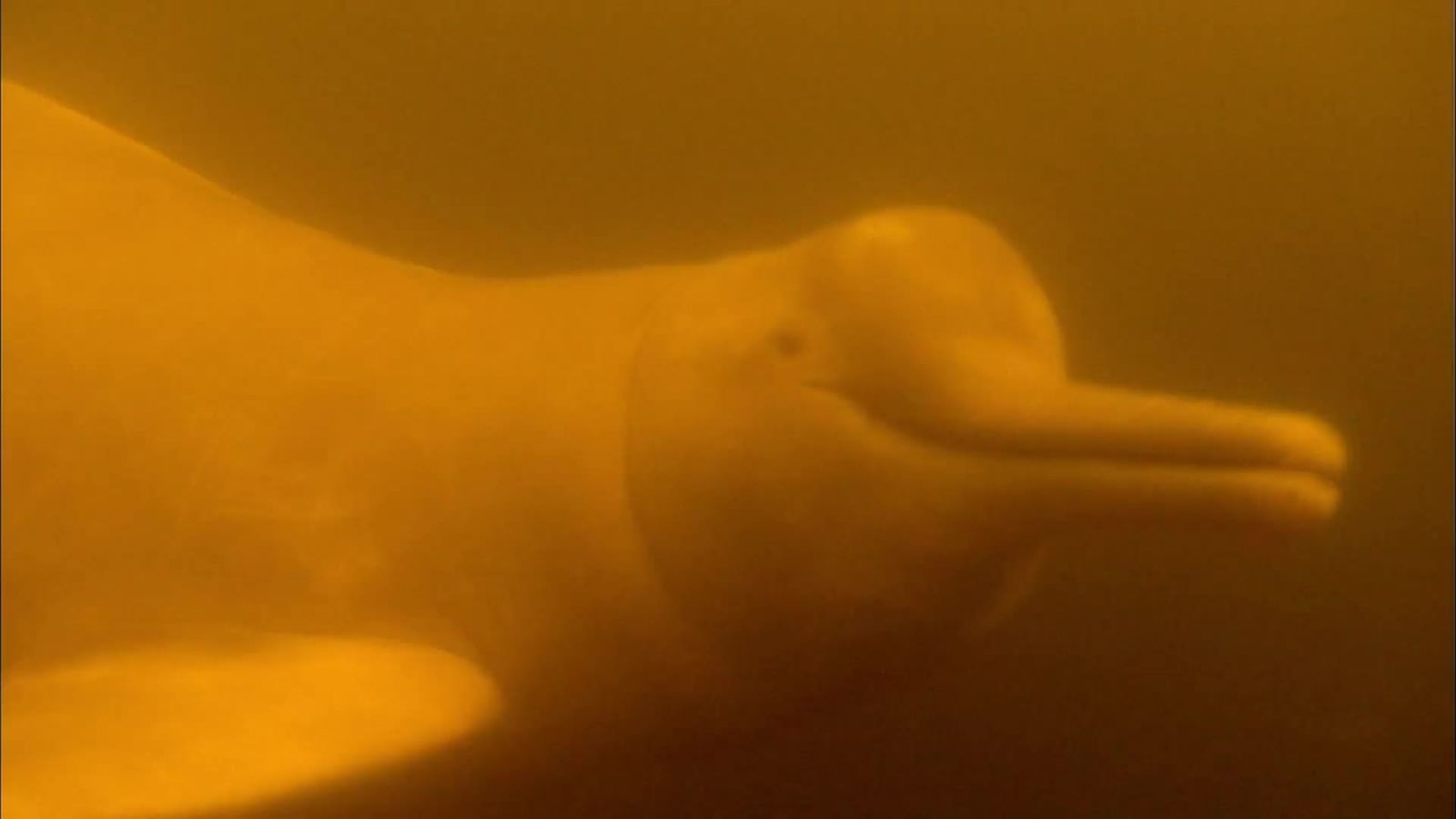 Hello, River Dolphin. What’s Up With Your Giant Head?