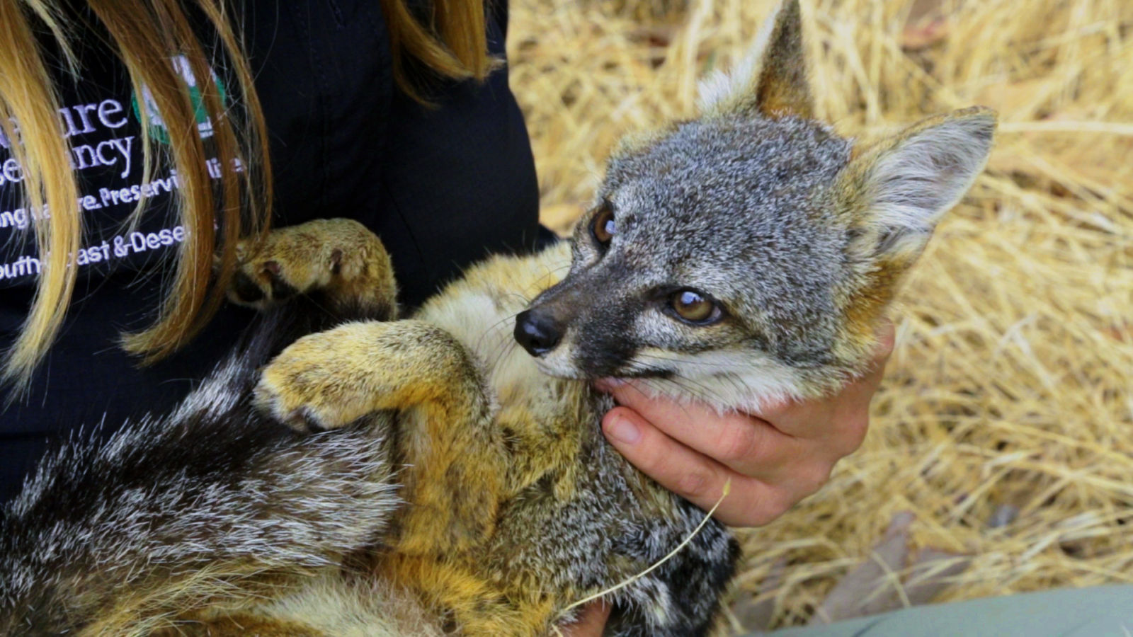 To Save an Endangered Fox, Humans Turned Its Home into a War Zone