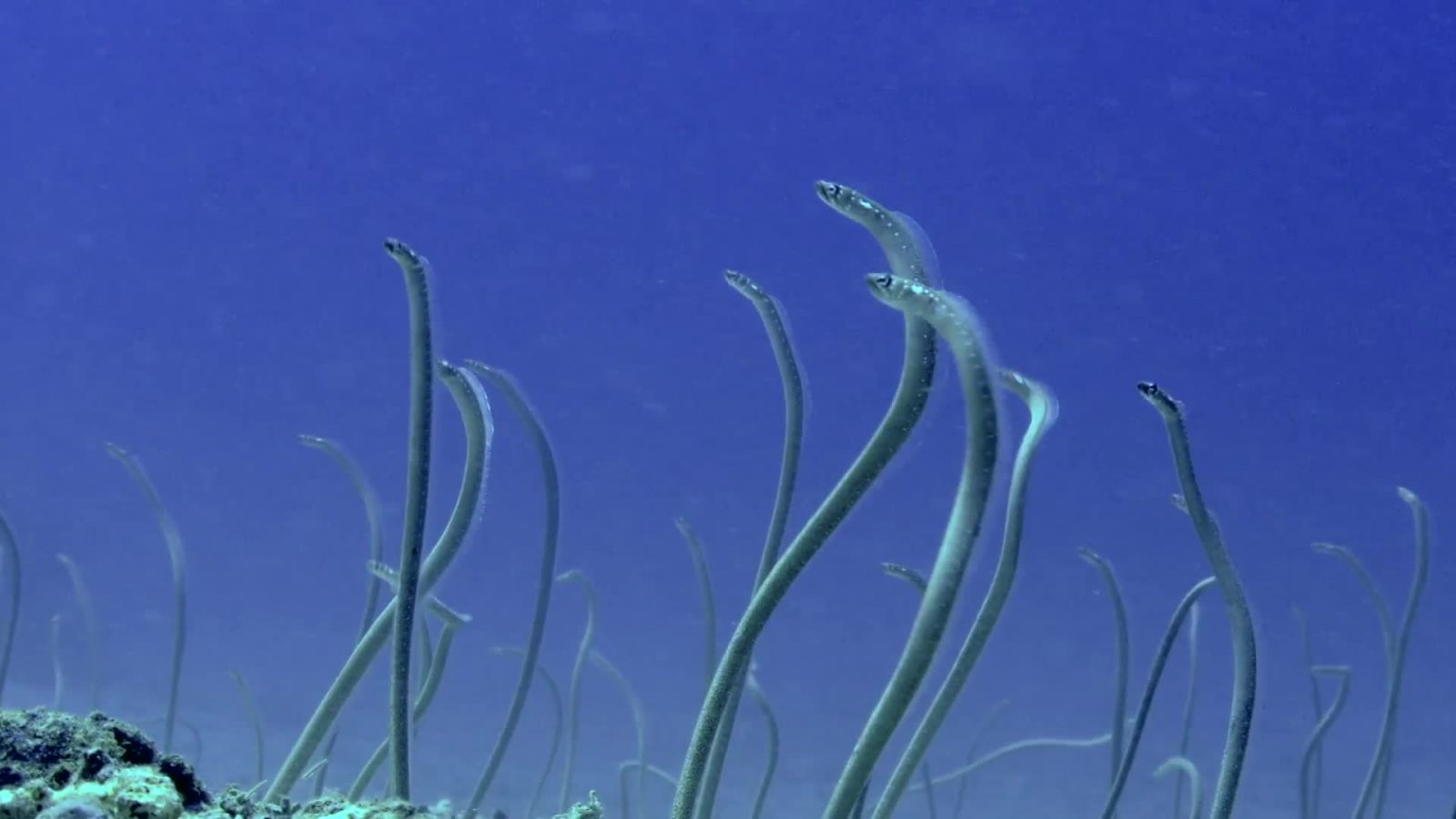 No, the Ocean Didn’t Grow Hair. It’s the Garden Eel!