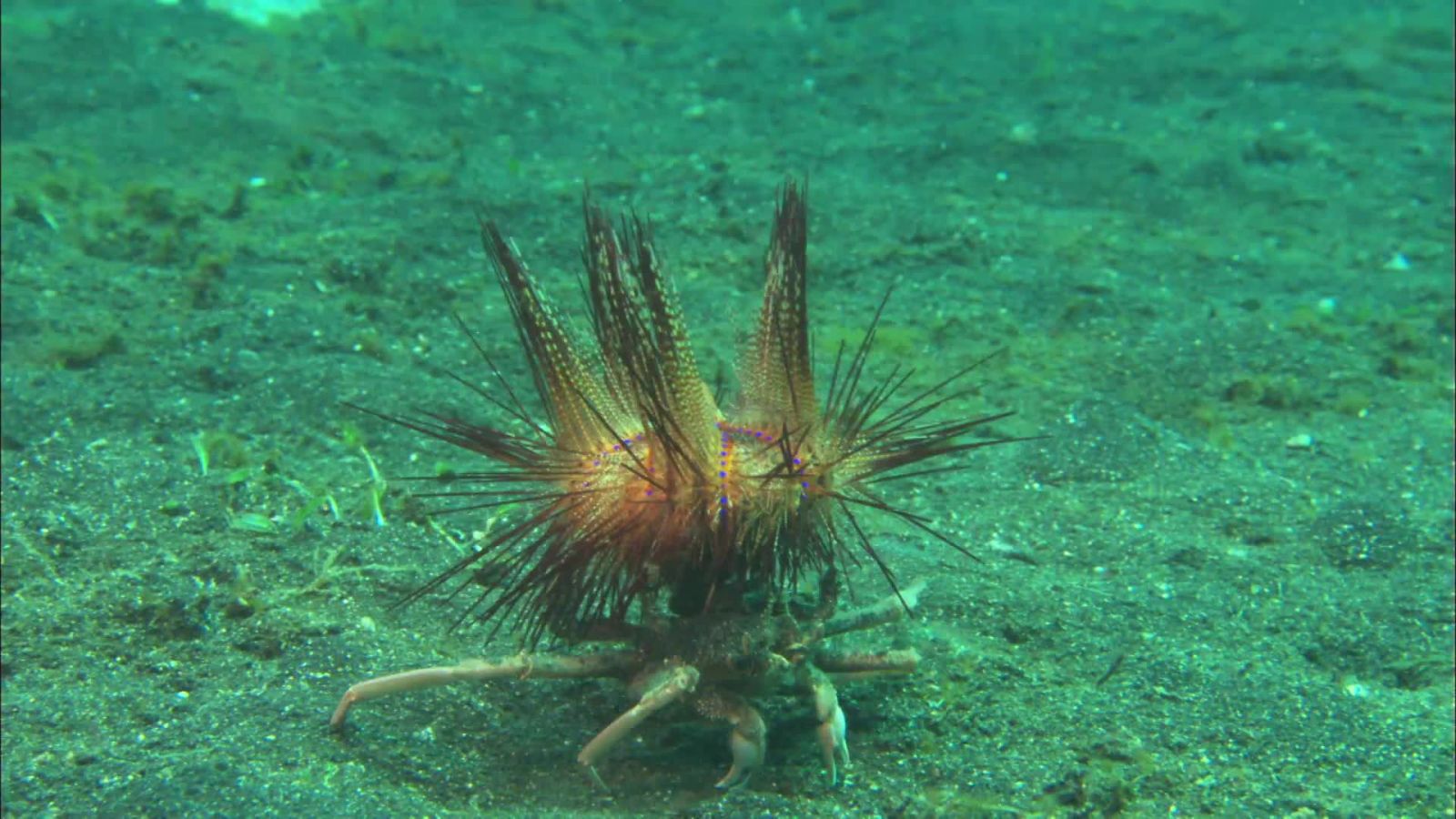 The Crabs That Stick Camouflage All Over Their Bodies? It’s Called Fashion