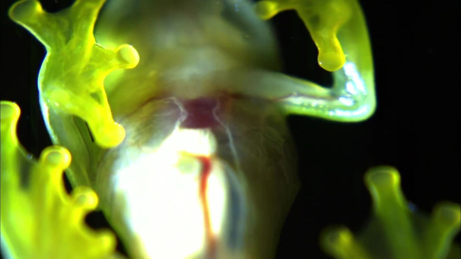 The Glass Frog Isn’t Made of Glass But That Would Be Pretty Cool