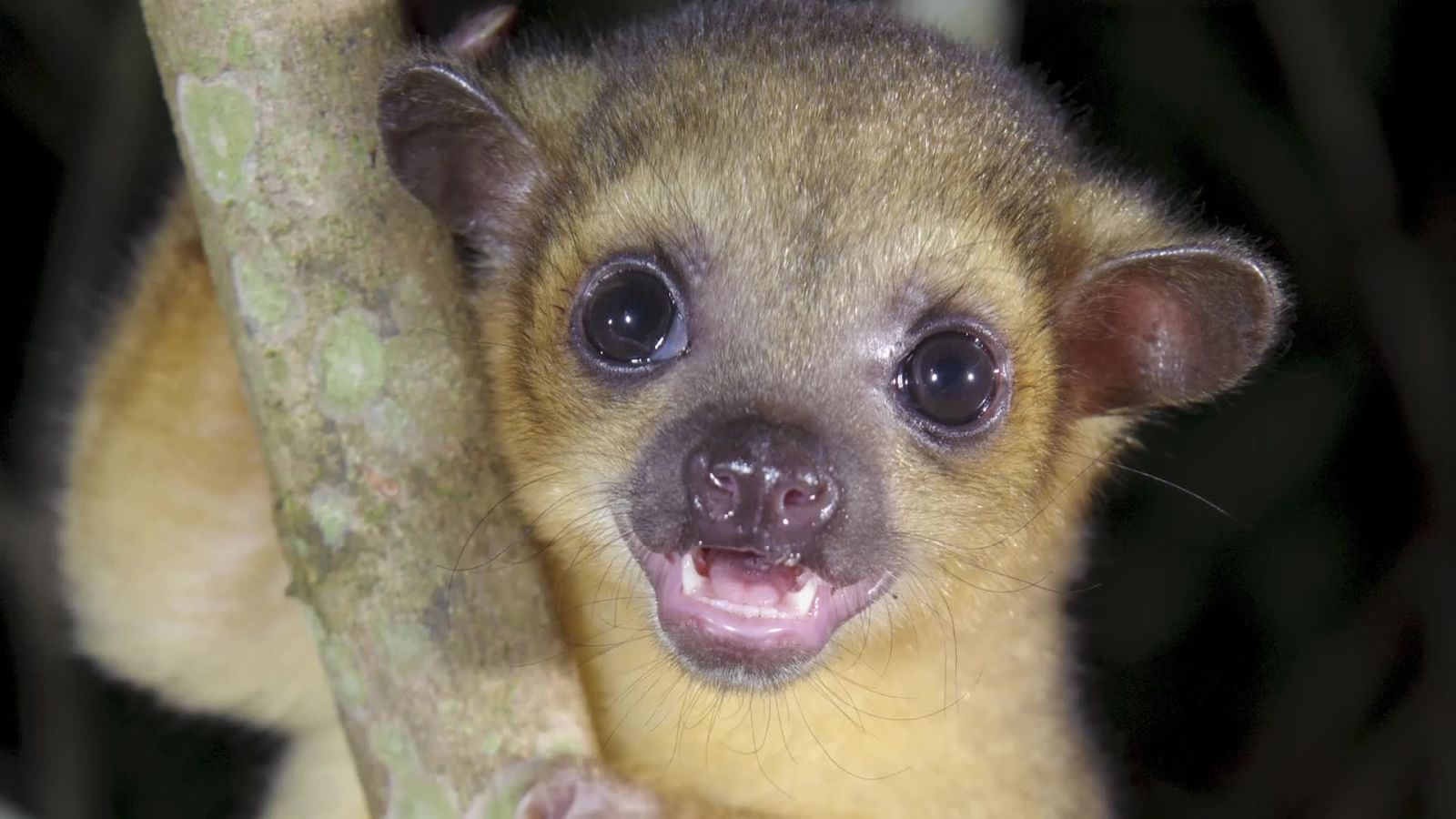 Meet the Kinkajou, the Tree-Loving Mammal With an Identity Problem