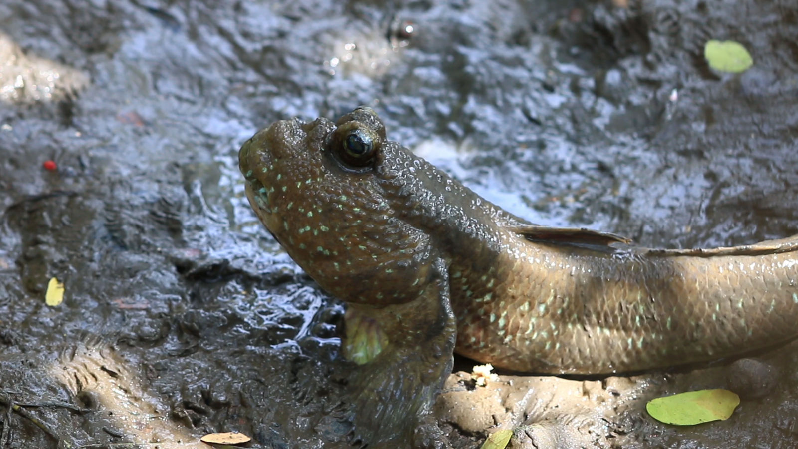 These Fish Were Made for Walking and That's Just What They Do