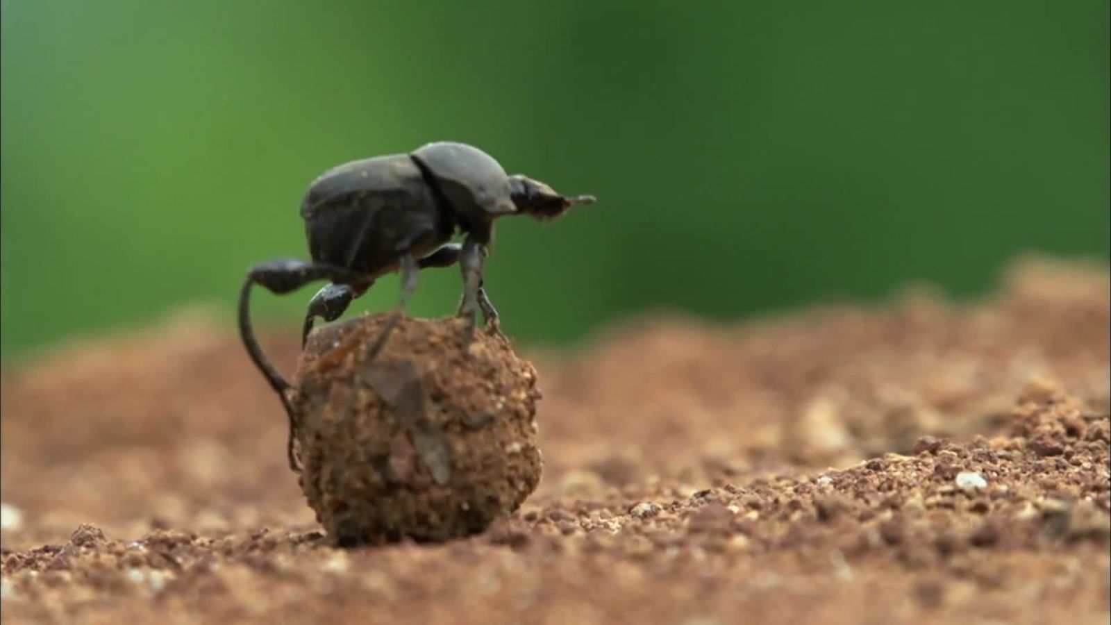 For the Lowly Dung Beetle, Life Doesn't Always Stink