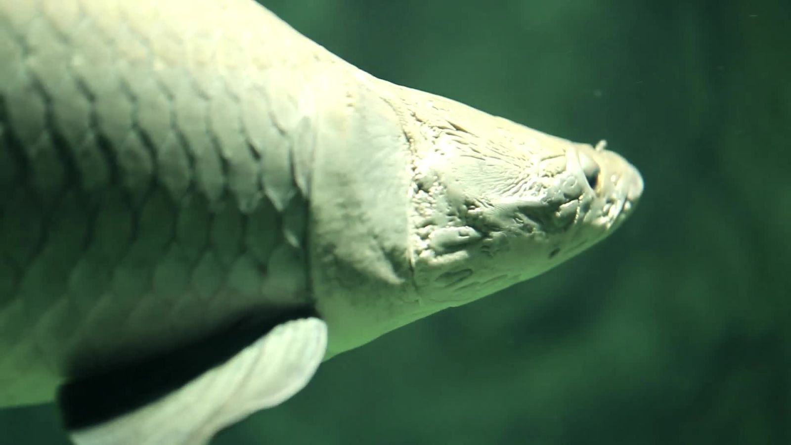 Meet the Arapaima, the Swimming Tank of the Amazon
