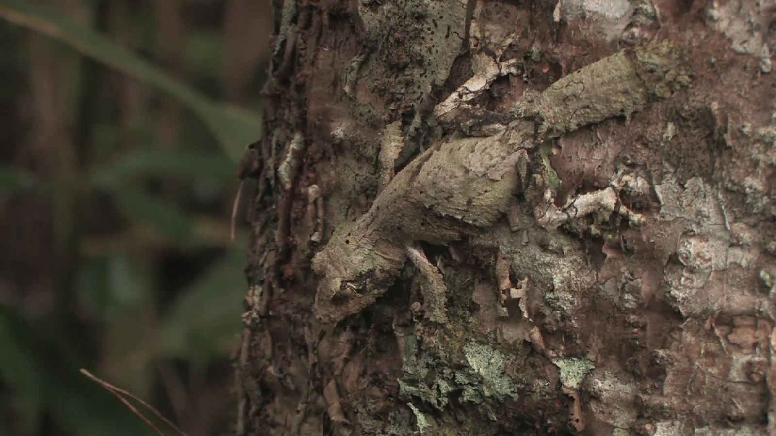 The Incredible Gecko That Looks Exactly Like a Tree