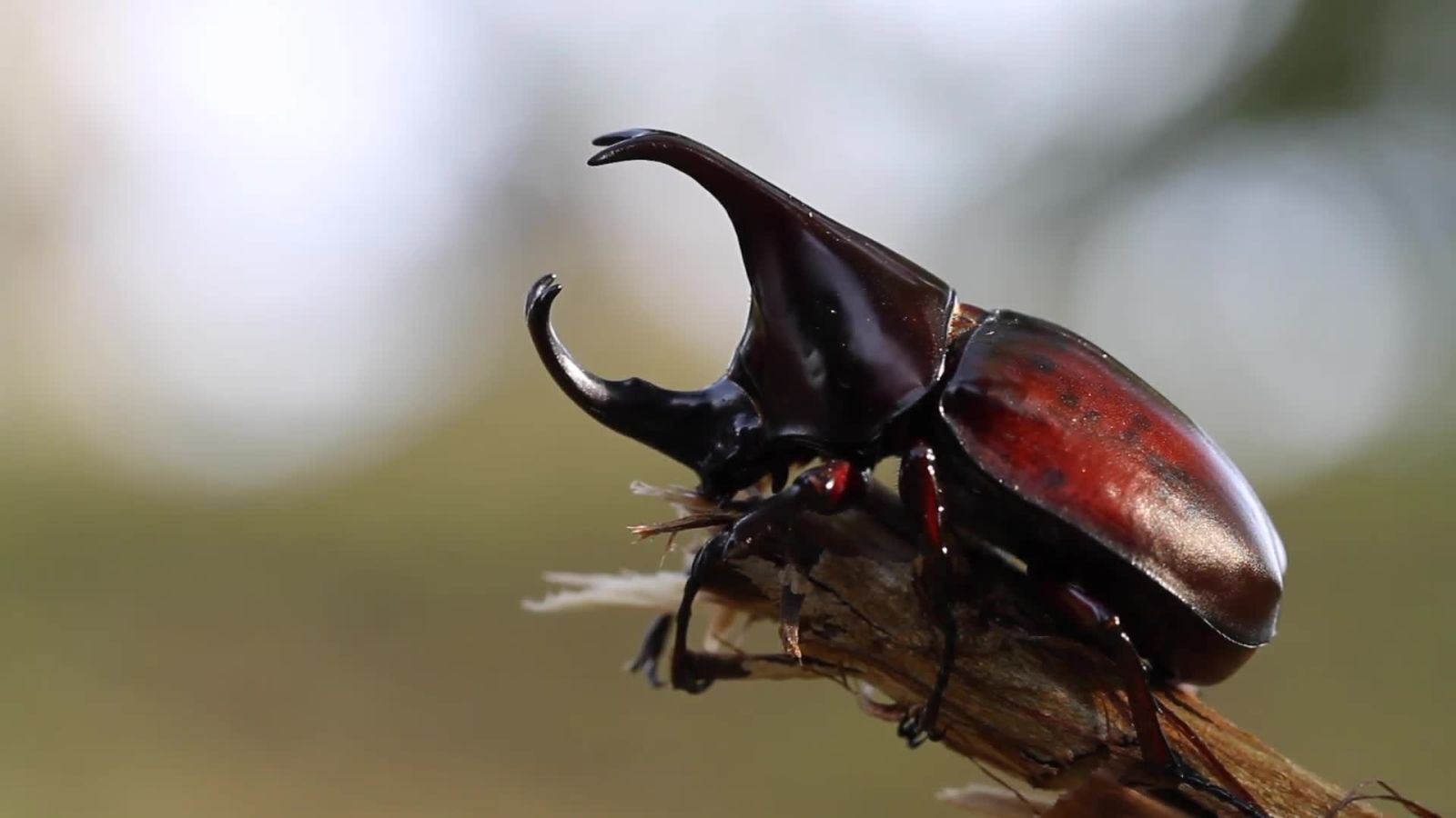 WIRED's Favorite Absurd Creatures of 2016