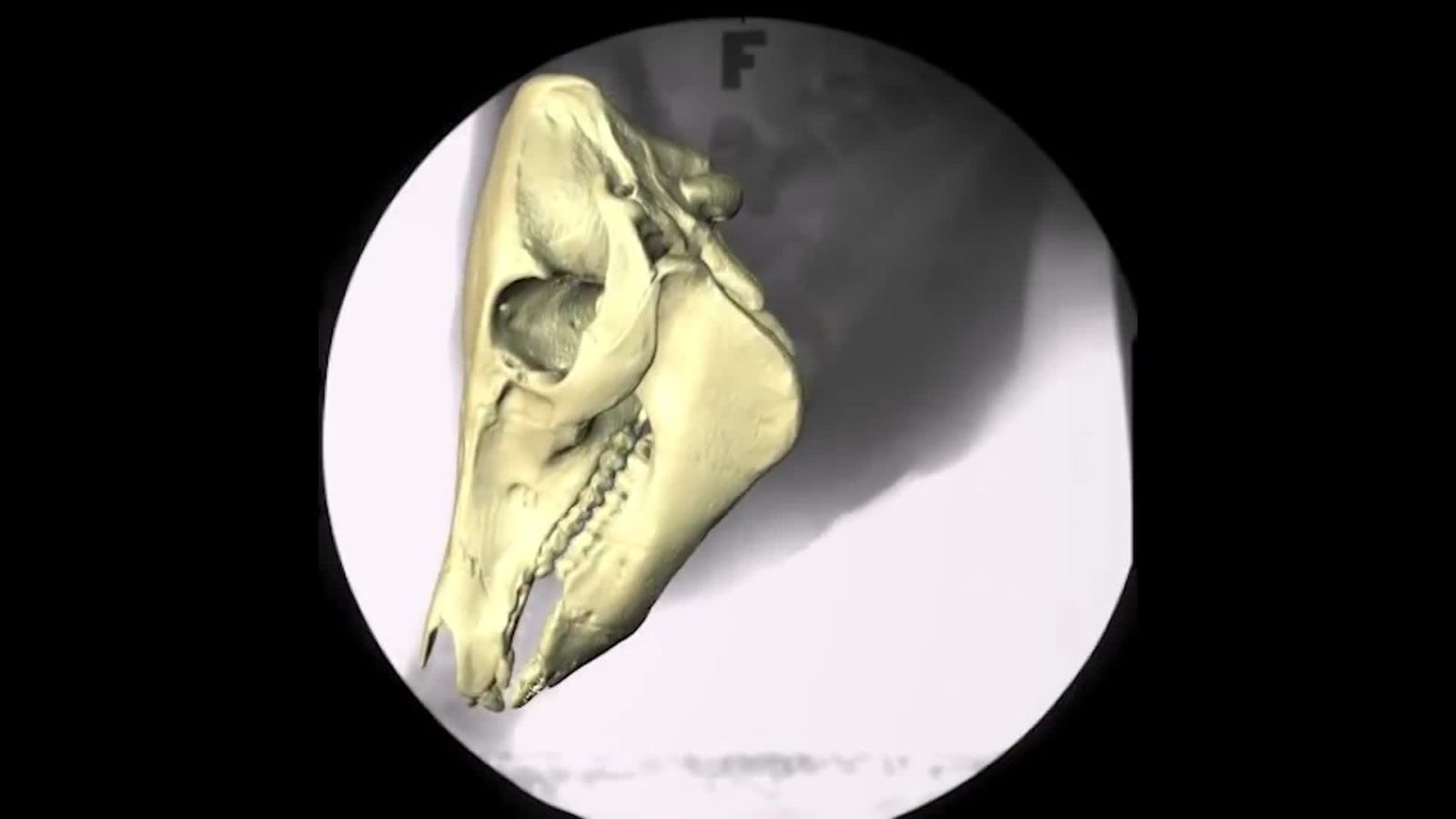 Look Inside a Pig’s Face While It Eats