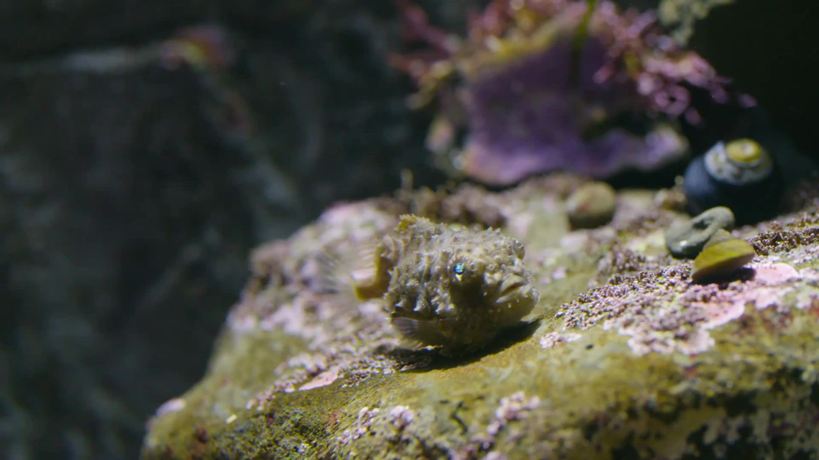 The Adorable Little Fish With a Suction Cup for a Belly