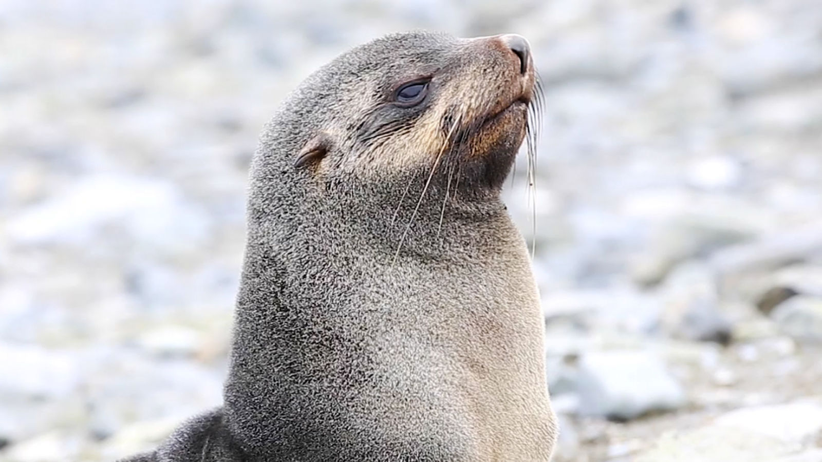 Hey Surfers, Soon Your Wetsuit May Be Covered in Fur
