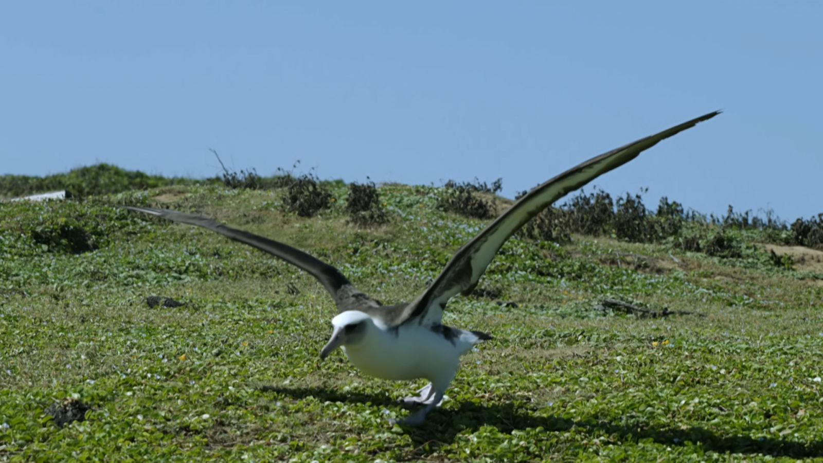 Meet the Bird That Soars Thousands of Miles at a Time