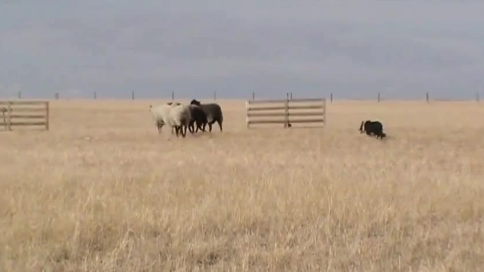 Whistling to Direct a Border Collie