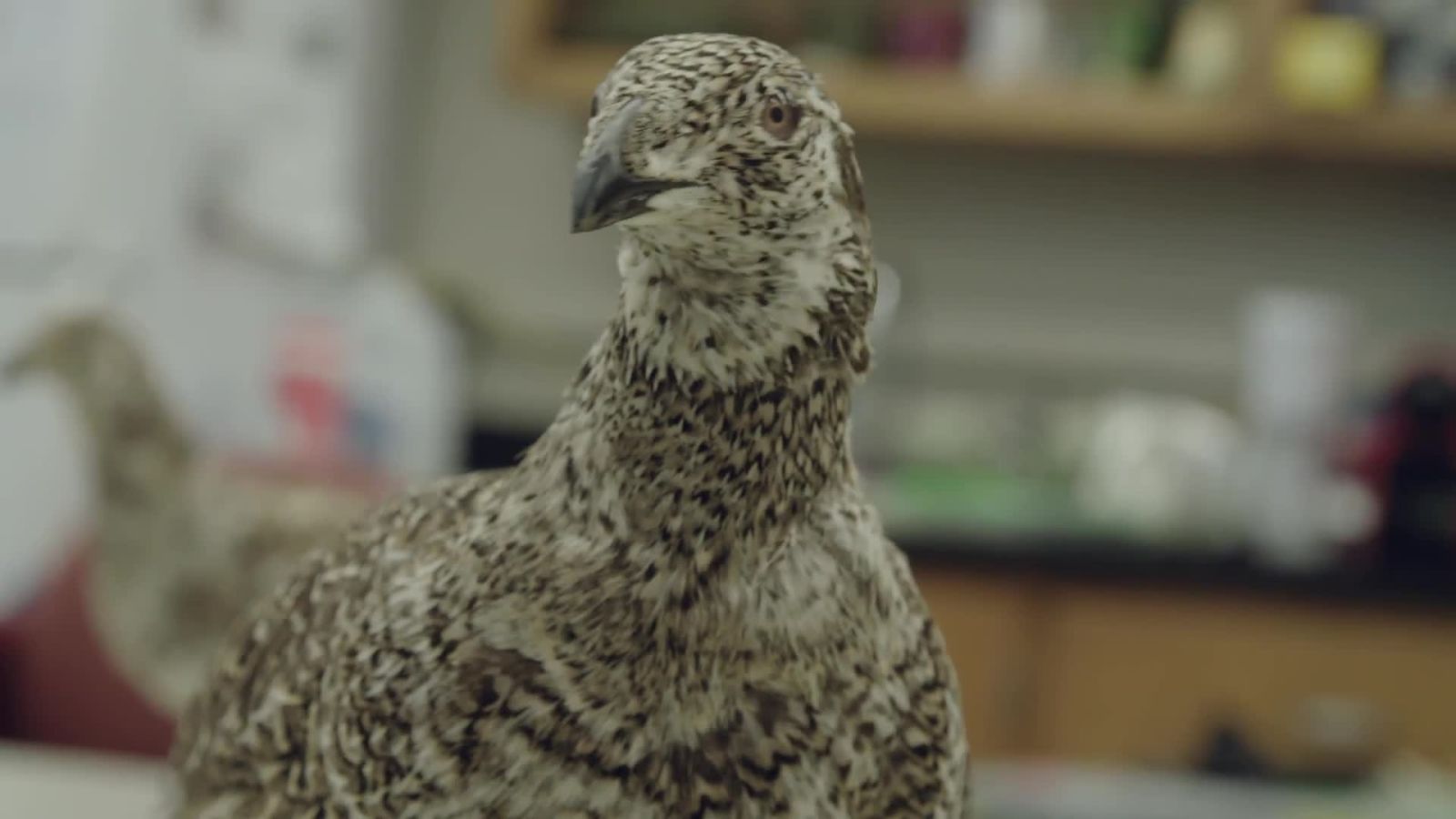 The Taxidermy Bird That Scientists Turned Into a Robot