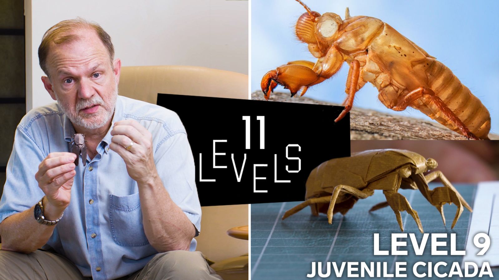 11 Levels of Origami: Easy to Complex