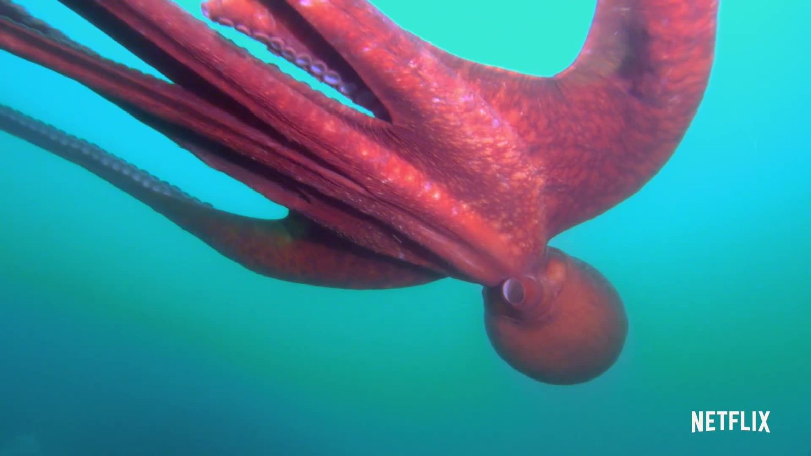 Absurd Planet: WIRED’s Absurd Creatures Series Gets New Life on Netflix