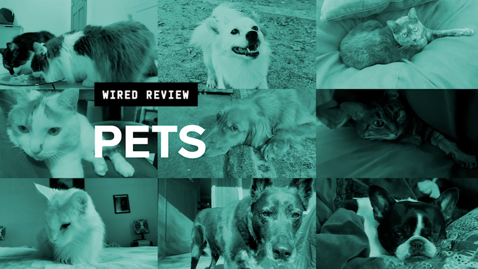 WIRED Reviews: Pets