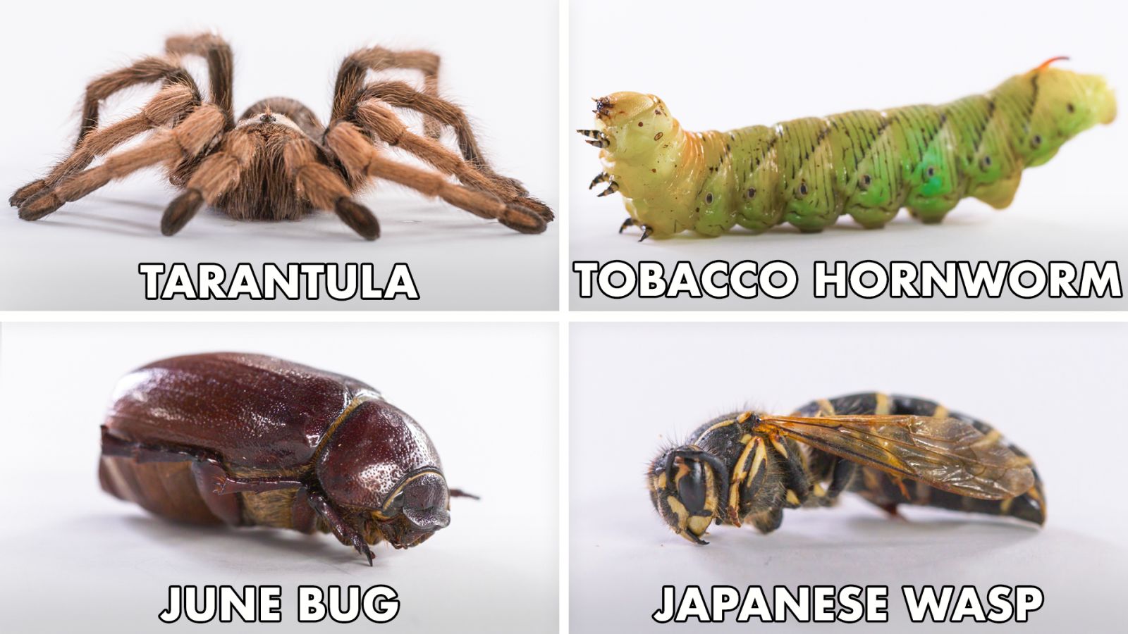 How To Eat Every Insect